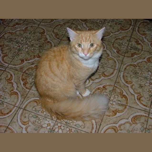 Photo of Toby **On Trial**