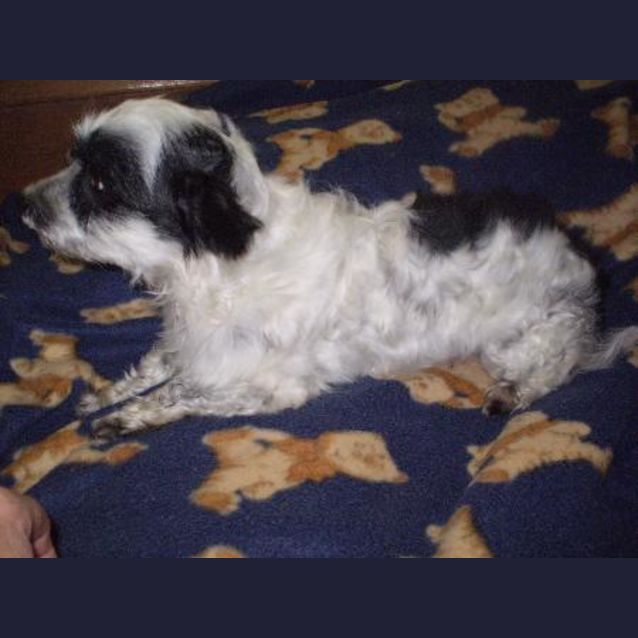 Photo of Sparky  ( On Hold )