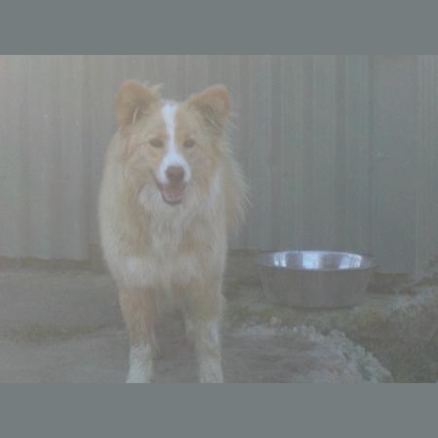 Photo of Cooper Is On Hold