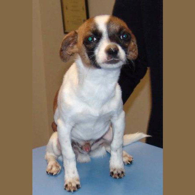 Photo of Louie