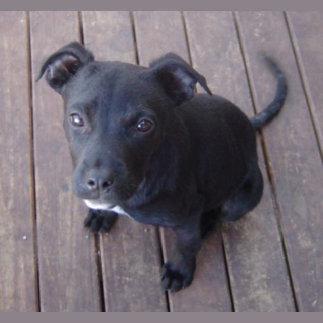 Photo of Ebony