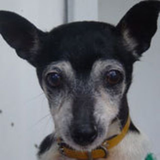 Photo of Josie