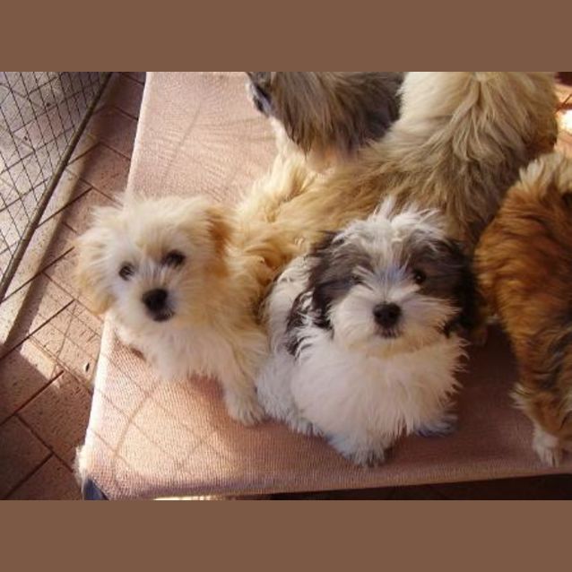 Photo of Oscar & Sam