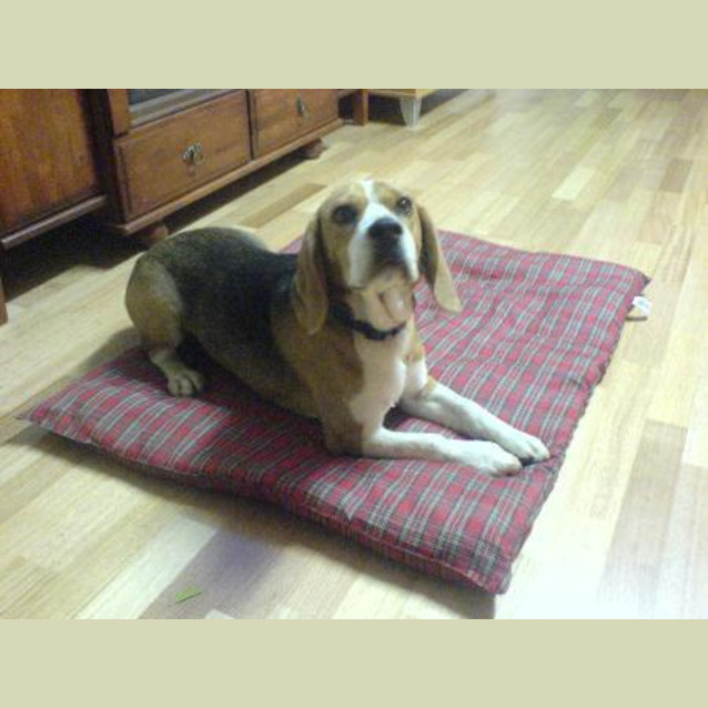 Photo of Monty