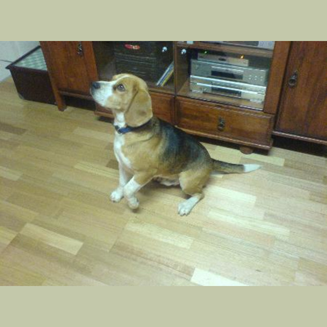Photo of Monty