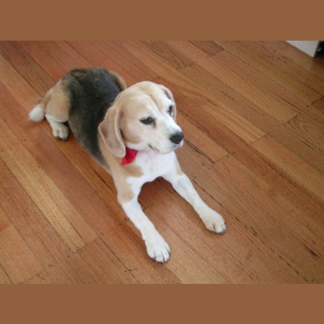 Photo of Lily (Placed In Long Term Care)