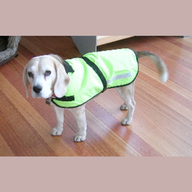 Photo of Lily (Placed In Long Term Care)