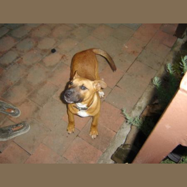 Photo of Tiger On Hold