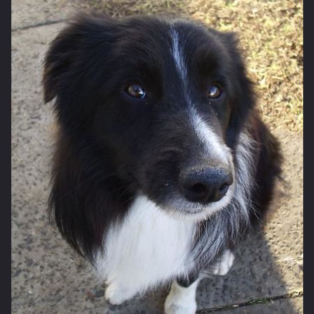 Photo of Sparky