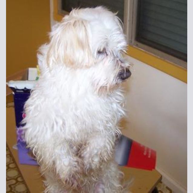 Photo of Toby