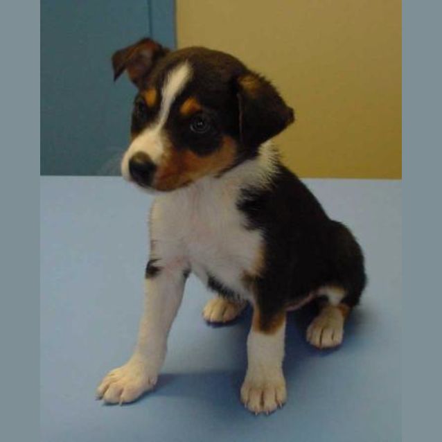 Photo of Skye