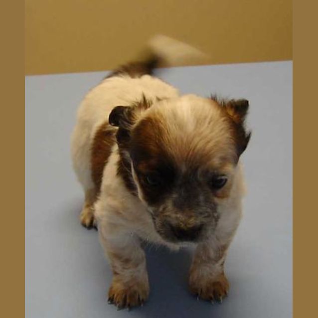 Photo of Chilli