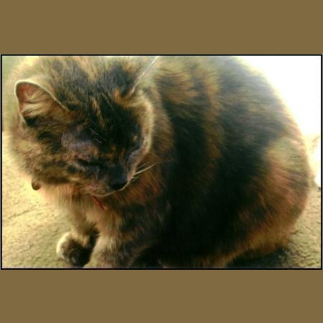 Photo of Lonely Shay