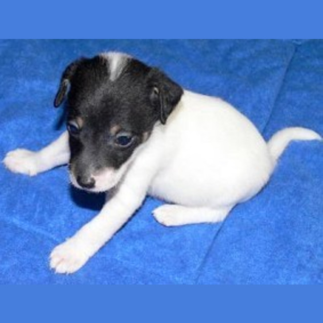Photo of Humbug