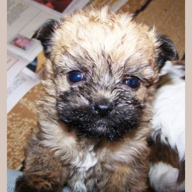 Photo of Yummi Bear On Hold