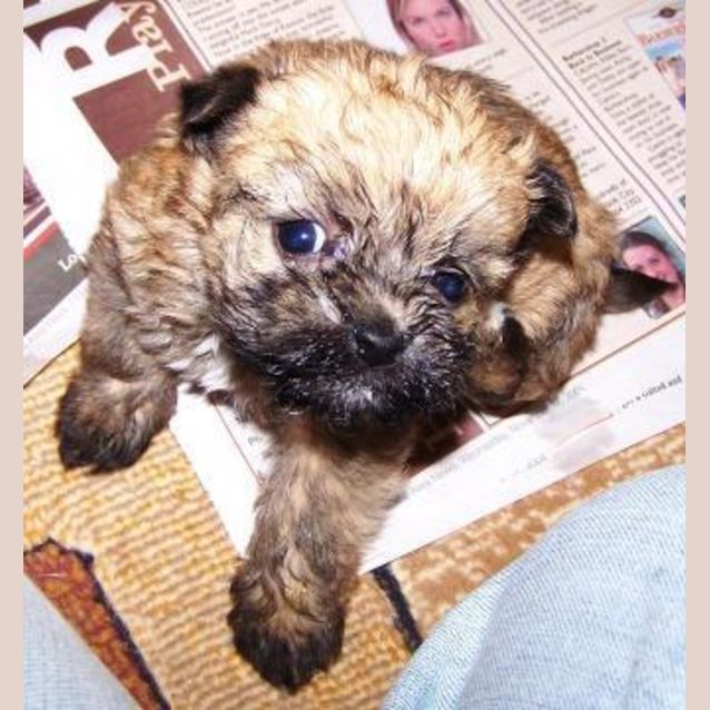 Photo of Yummi Bear On Hold