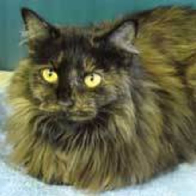 Photo of Horti Torti