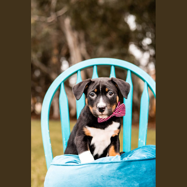 Photo of Petey