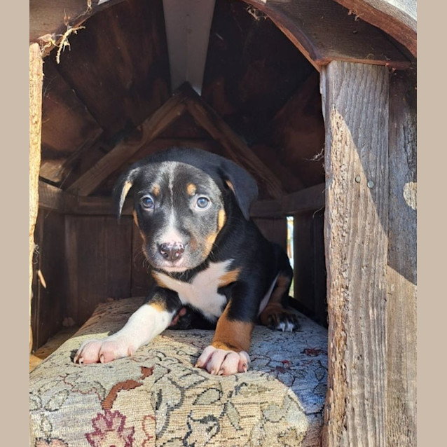 Photo of Petey