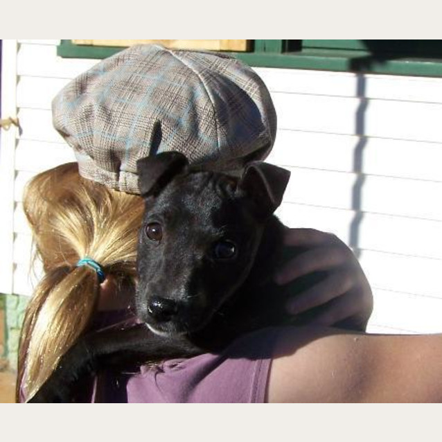 Photo of Tazi On Hold