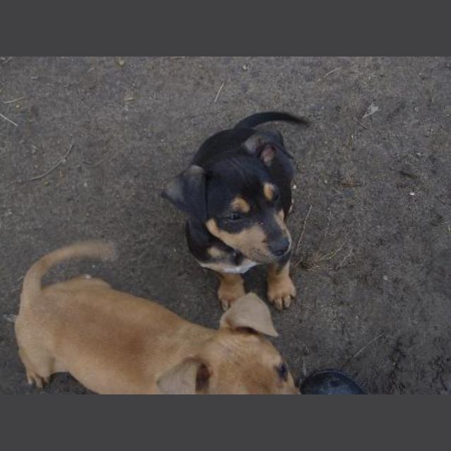 Photo of Banjo (On Hold Pending Adoption)