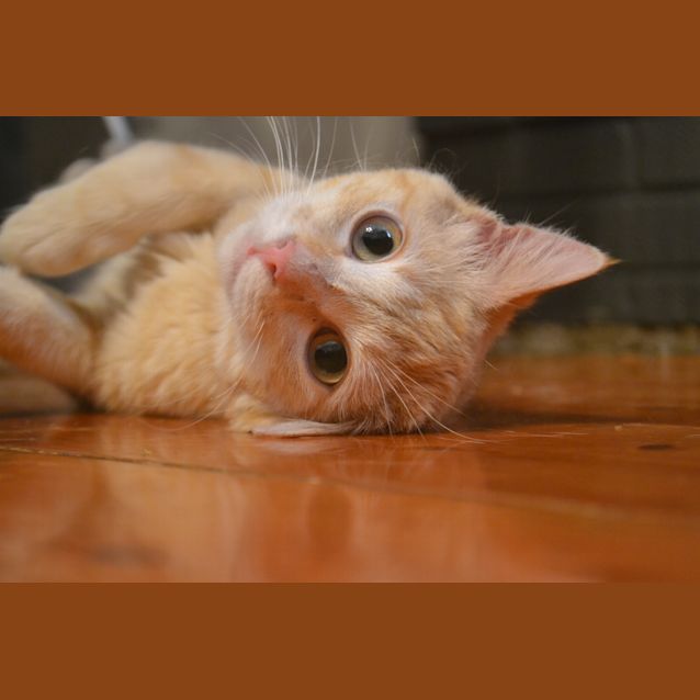 Photo of Nala * On Trial In Her New Home *