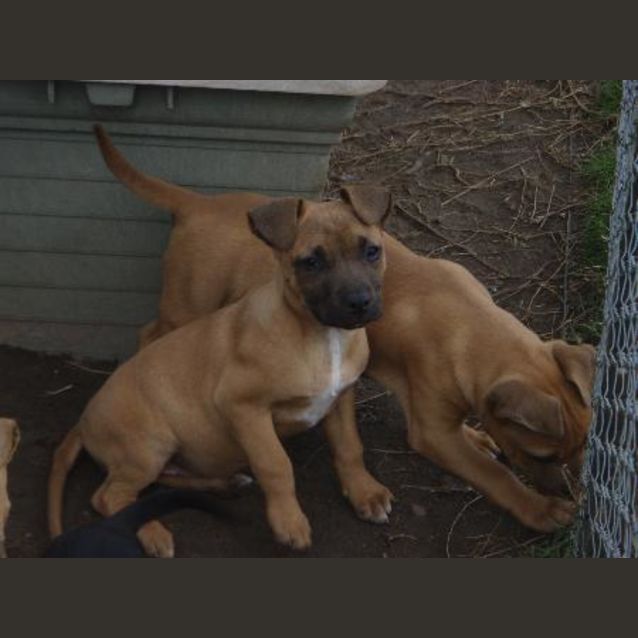 Photo of Bette ( On Hold Pending Adooption)