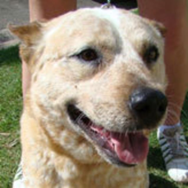 Photo of Peter Ustinov