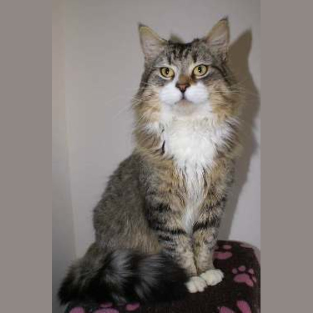 Photo of Sir Fredrick