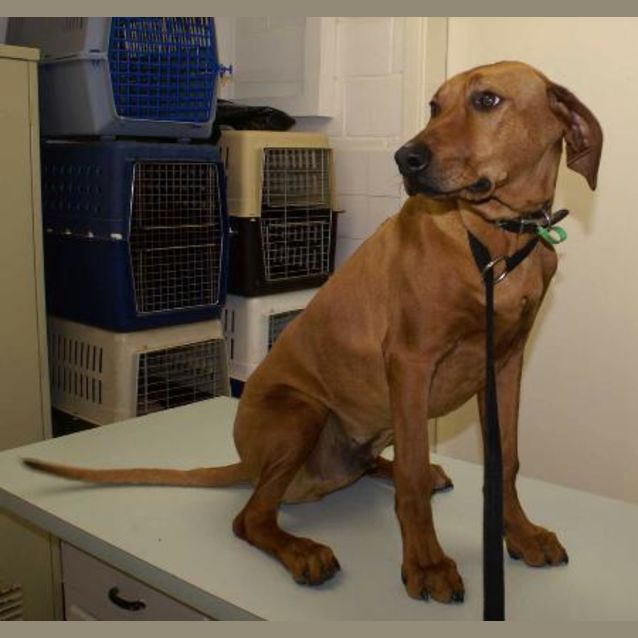 Photo of Copper