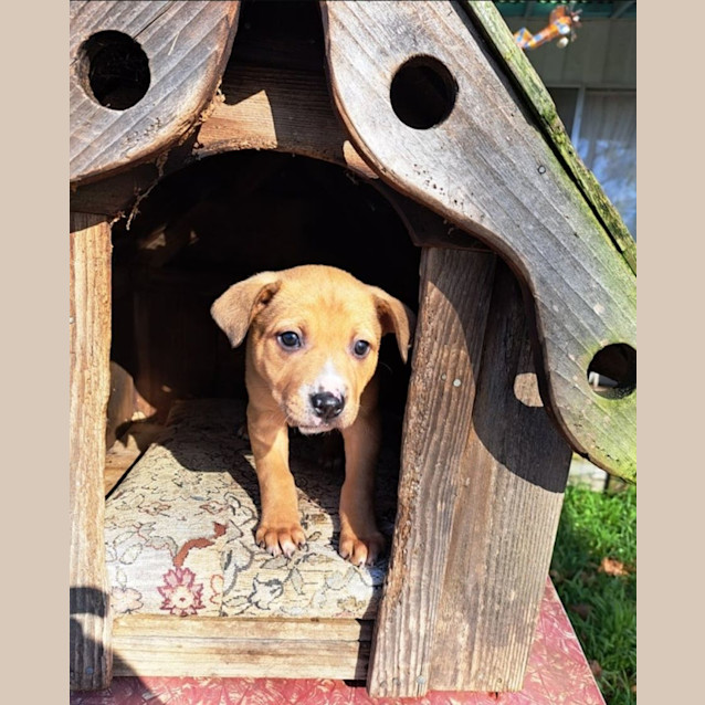 Photo of Pebbles 