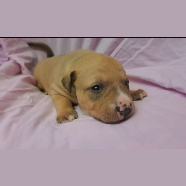 Photo of Pebbles 