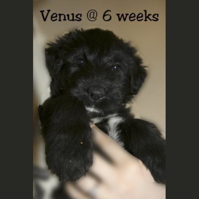 Photo of Venus