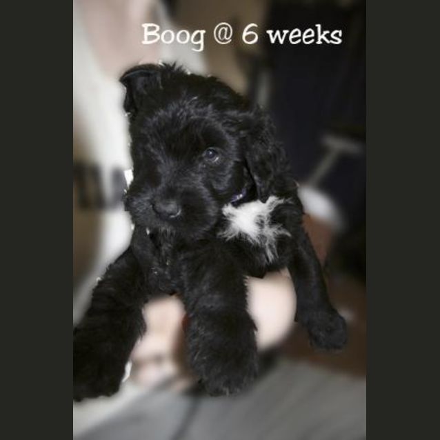Photo of Boog