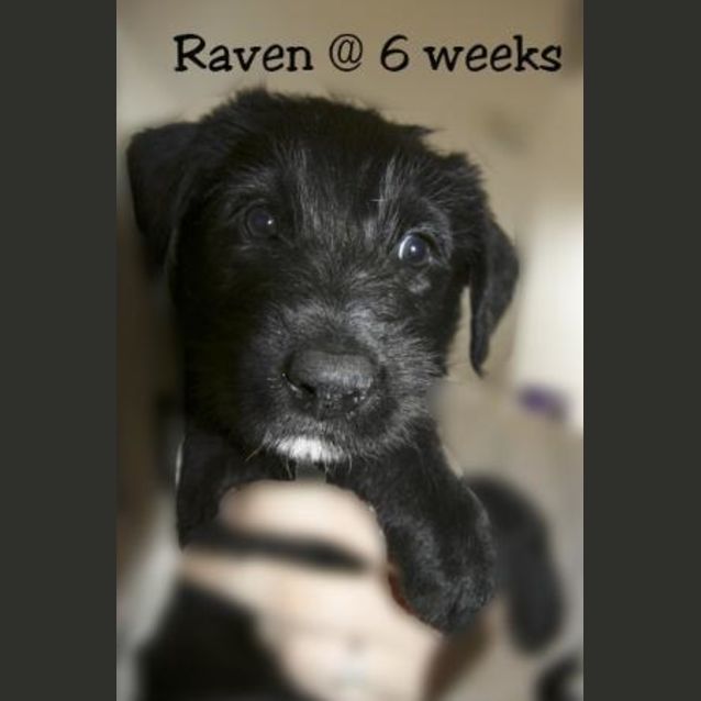 Photo of Raven