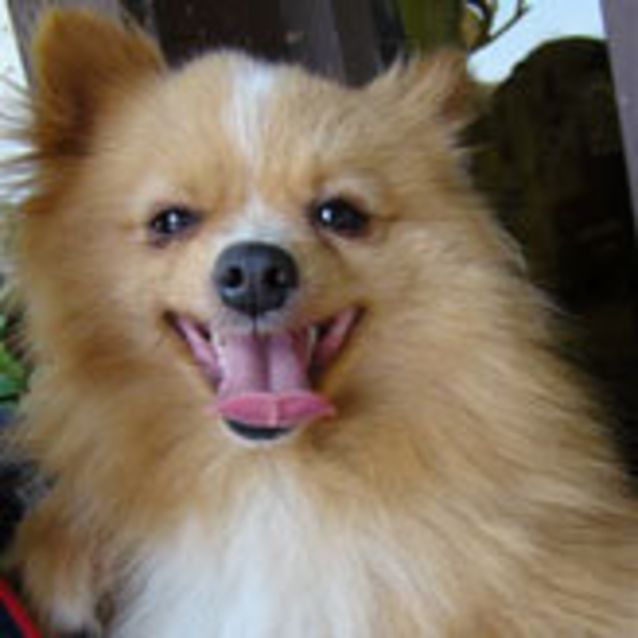 Photo of Adam Sandler