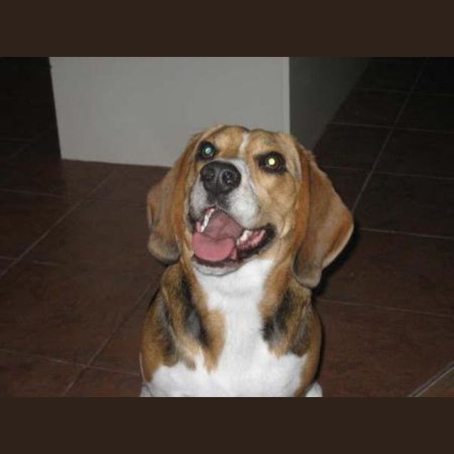 Photo of Baxter (On Trial)