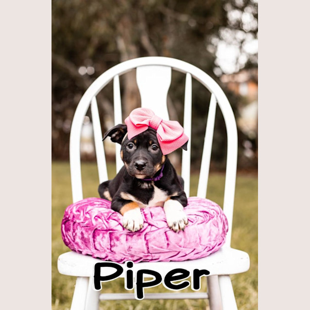 Photo of Piper