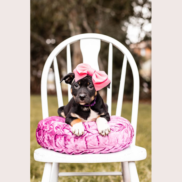 Photo of Piper