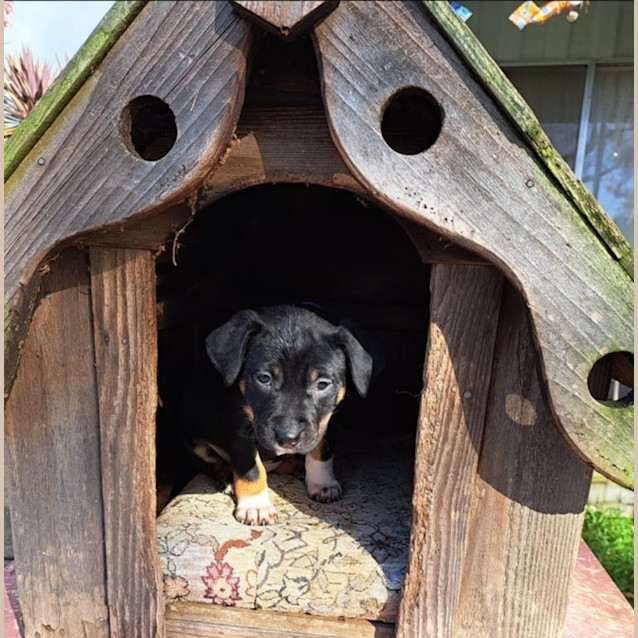 Photo of Piper