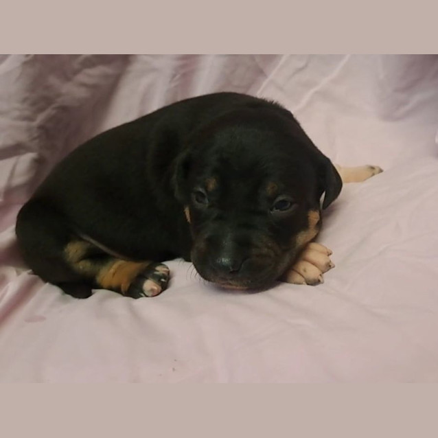 Photo of Piper
