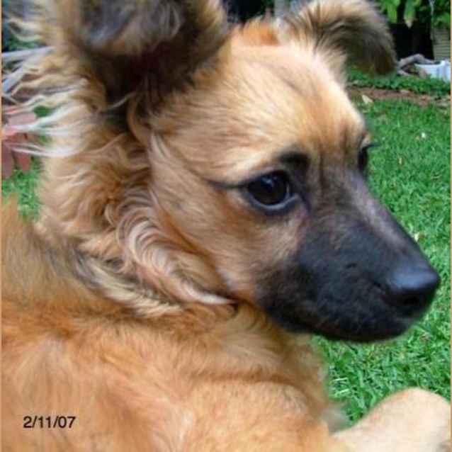 Photo of Ginger