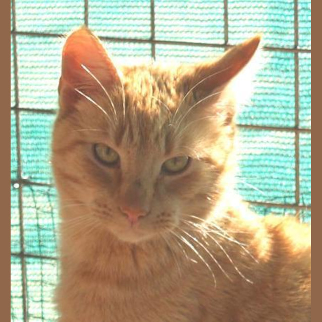 Photo of Pippin   Special Needs Cat