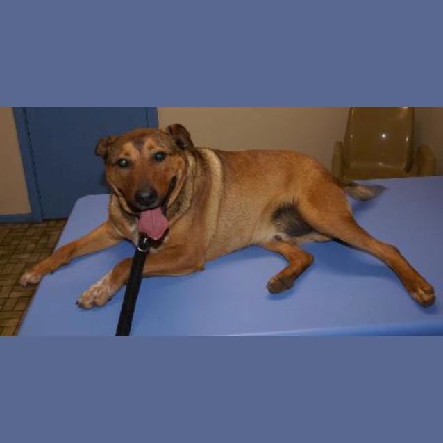 Photo of Boof