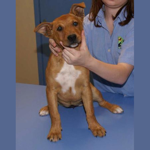 Photo of Tulip