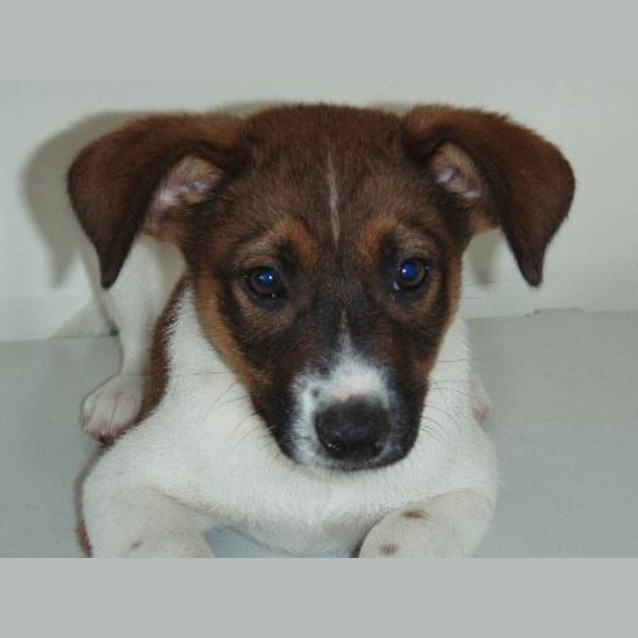Photo of Cookie