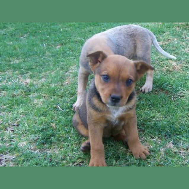 Photo of Caper Adoption Pending