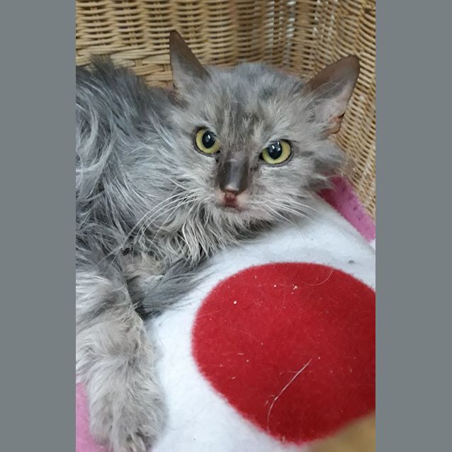 Photo of Boo