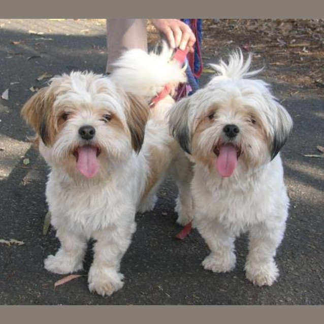 Photo of Dandy And Elf