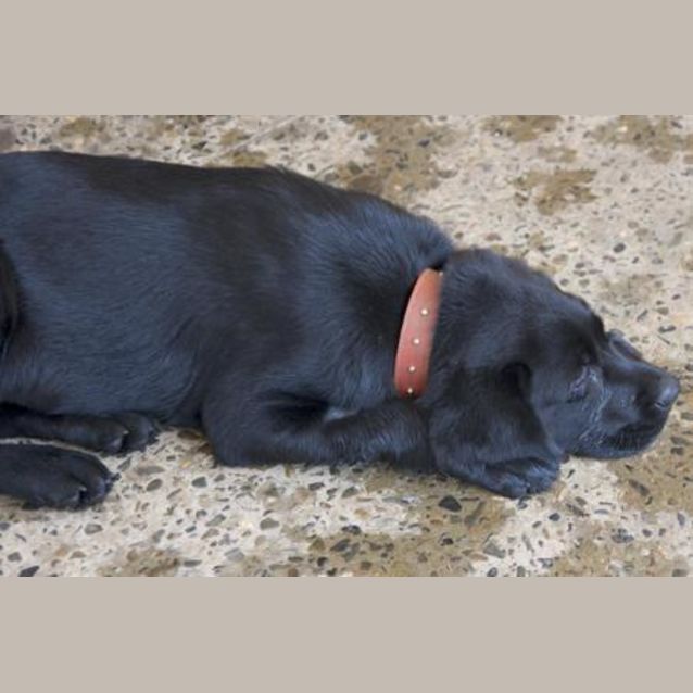Photo of Boof